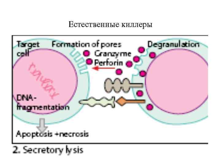 Естественные киллеры 