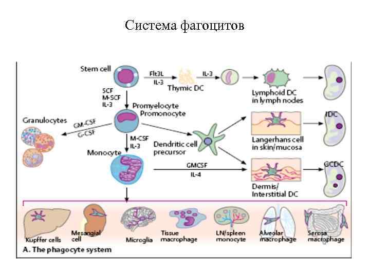 Система фагоцитов 