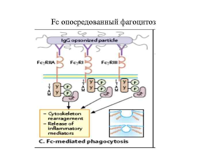 Fc опосредованный фагоцитоз 