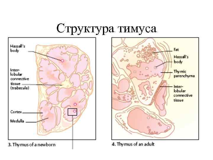 Структура тимуса 