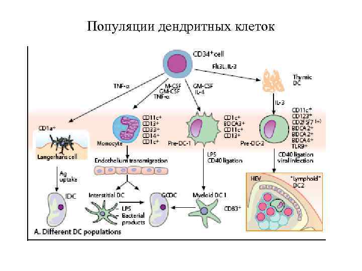 Популяции дендритных клеток 