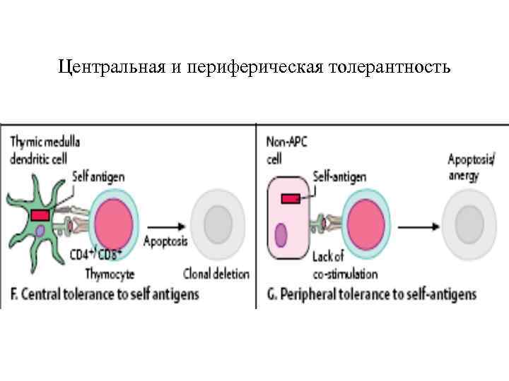 Центральная и периферическая толерантность 