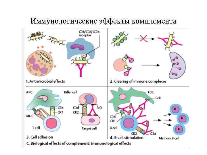 Иммунологические эффекты комплемента 