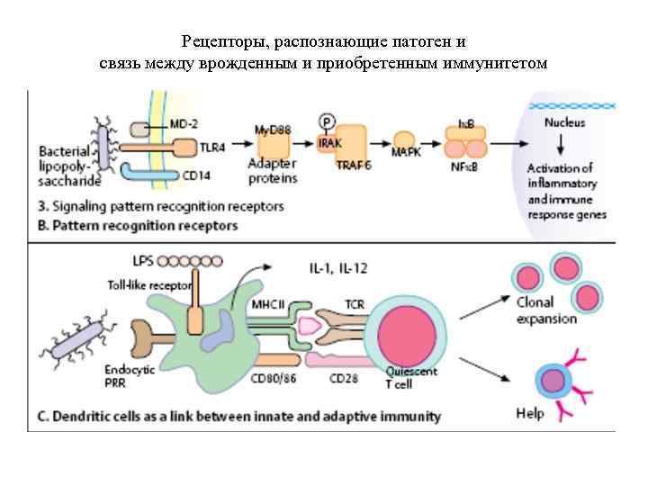 Рецепторы, распознающие патоген и связь между врожденным и приобретенным иммунитетом 