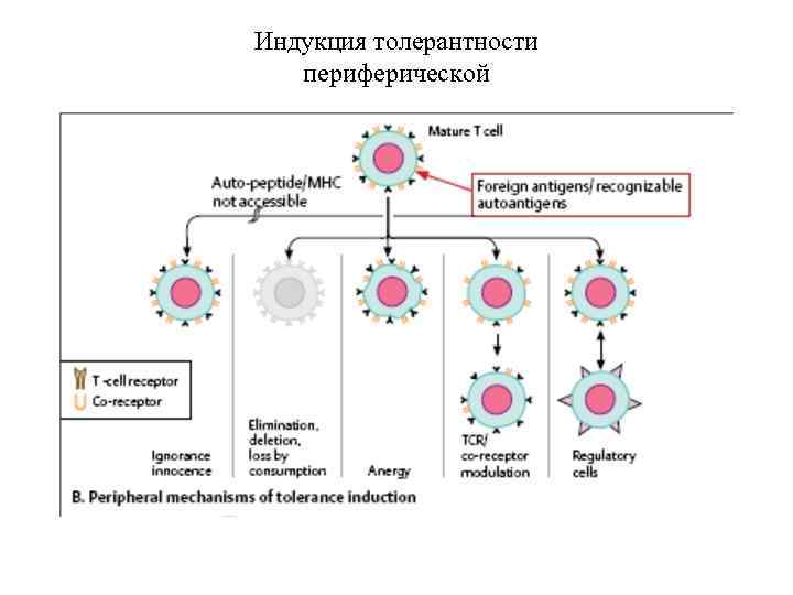 Индукция толерантности периферической 