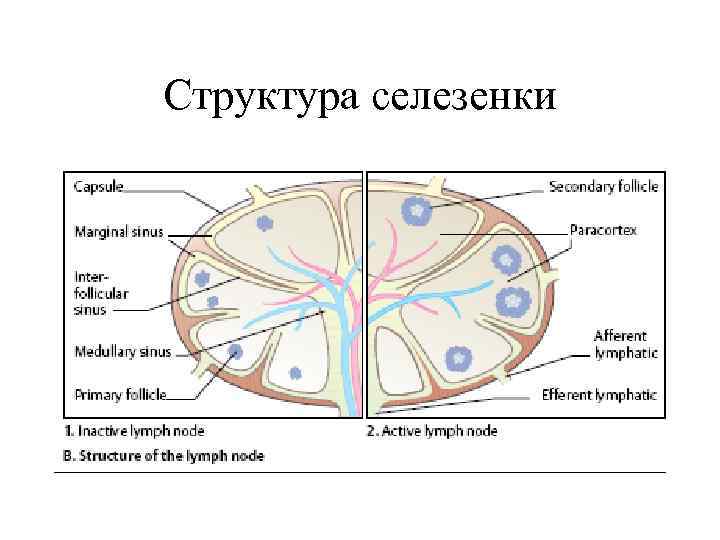 Состав селезенки