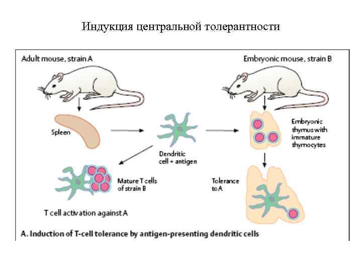 Индукция центральной толерантности 