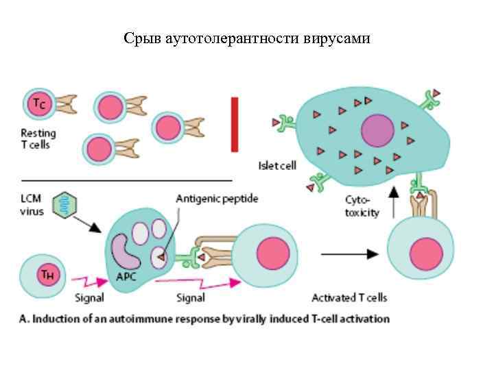 Иммунокомпетентные клетки схема