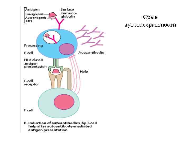 Иммунокомпетентные клетки схема