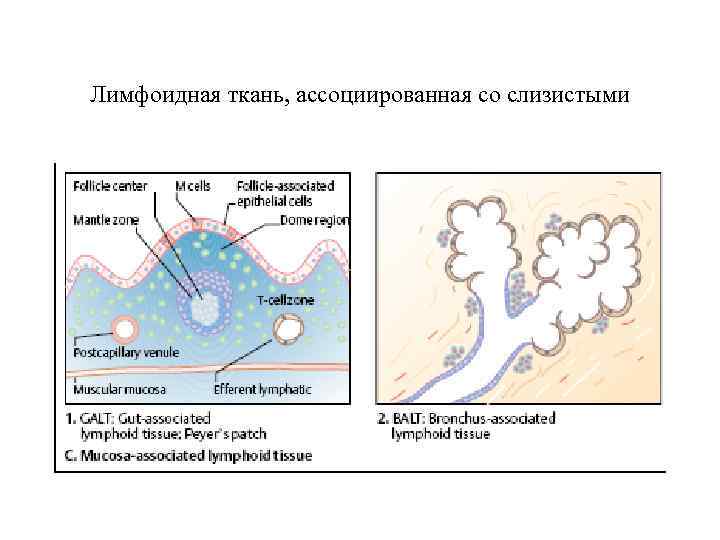 Лимфоидная ткань, ассоциированная со слизистыми 