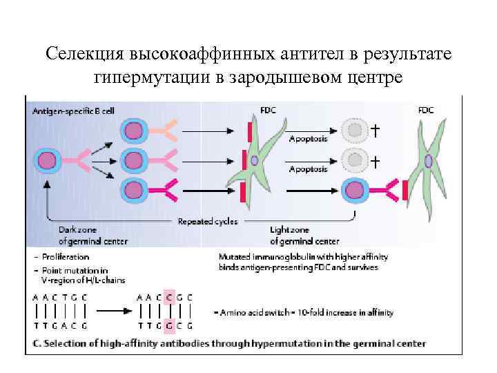 Противопротозойный иммунитет схема