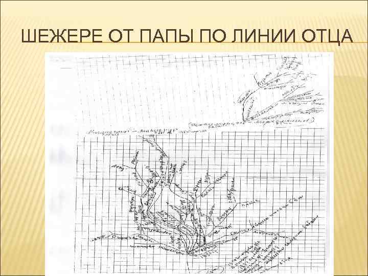 ШЕЖЕРЕ ОТ ПАПЫ ПО ЛИНИИ ОТЦА 
