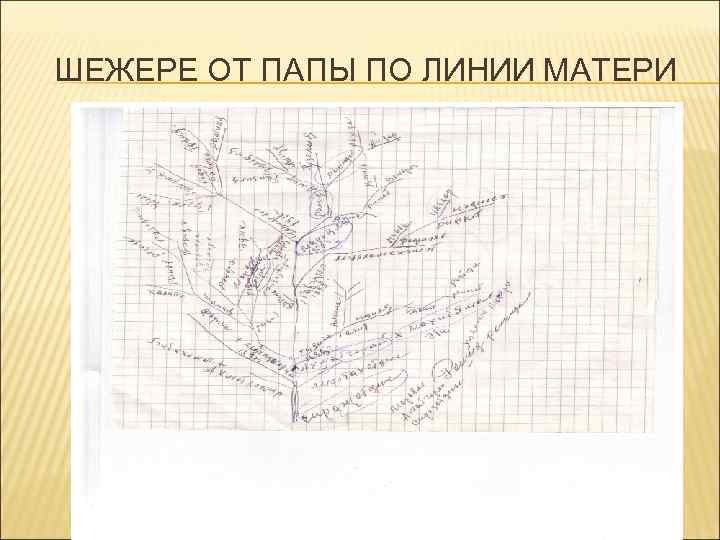 ШЕЖЕРЕ ОТ ПАПЫ ПО ЛИНИИ МАТЕРИ 