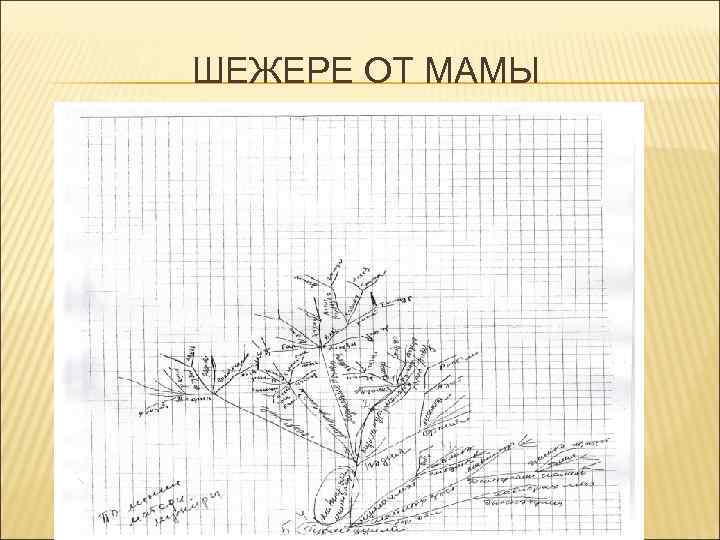 ШЕЖЕРЕ ОТ МАМЫ 