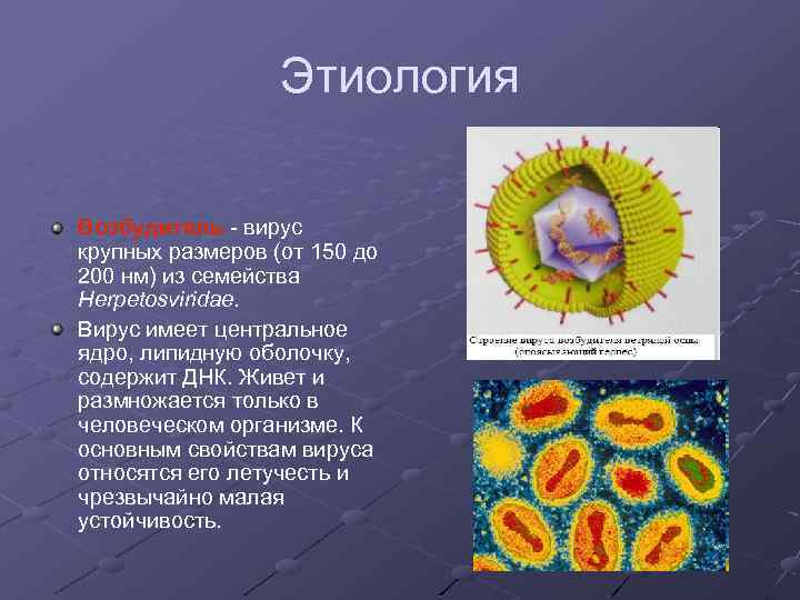 Вирус герпеса презентация по биологии