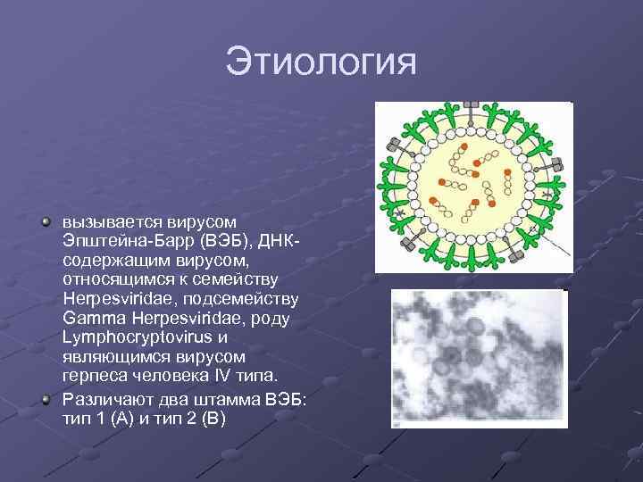 Вирус ковид отнесен. К семейству гамма-герпесвирусов относят. Гамма герпетический вирус. Герпесвирус человека Тип 4. К семейству герпесвирусов относится вирус.