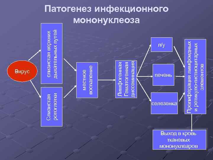 Лимфогенная Гематогенная диссеминация местное воспаление слизистая верхних дыхательных путей Вирус Слизистая ротоглотки л/у печень