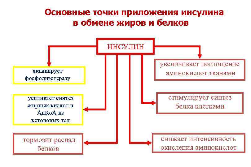 Основные точки приложения инсулина в обмене жиров и белков ИНСУЛИН активирует фосфодиэстеразу увеличивает поглощение
