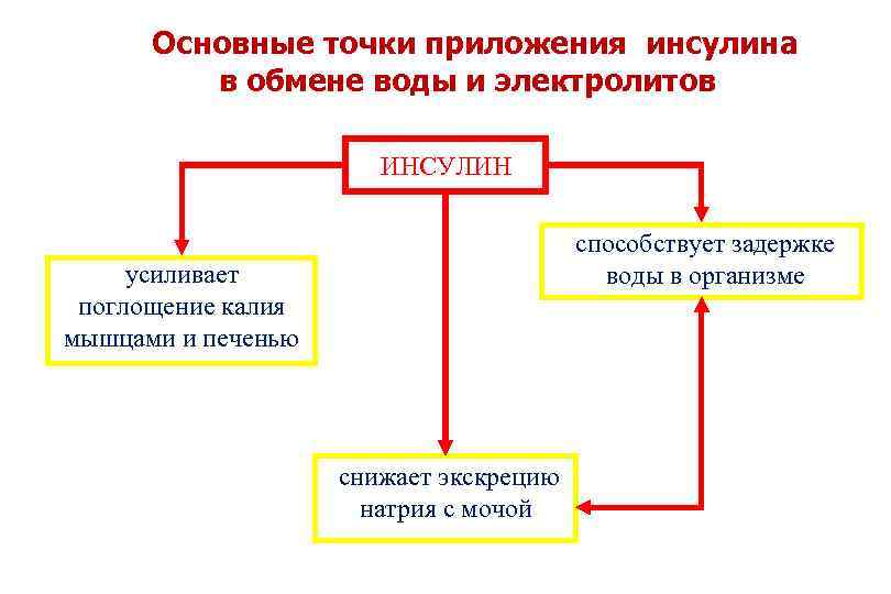 Основные точки приложения инсулина в обмене воды и электролитов ИНСУЛИН способствует задержке воды в