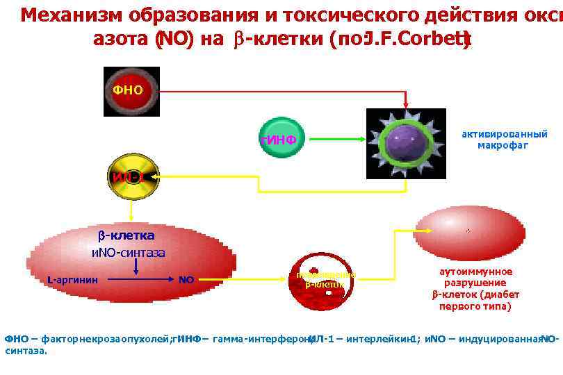 Механизм образования и токсического действия окси азота ( NO) на -клетки (по: J. F.