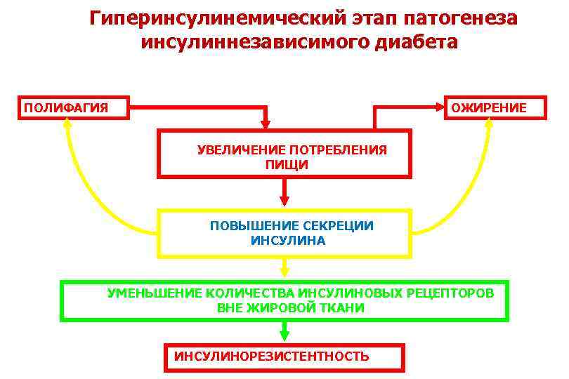 Гиперинсулинемический этап патогенеза инсулиннезависимого диабета ПОЛИФАГИЯ ОЖИРЕНИЕ УВЕЛИЧЕНИЕ ПОТРЕБЛЕНИЯ ПИЩИ ПОВЫШЕНИЕ СЕКРЕЦИИ ИНСУЛИНА УМЕНЬШЕНИЕ