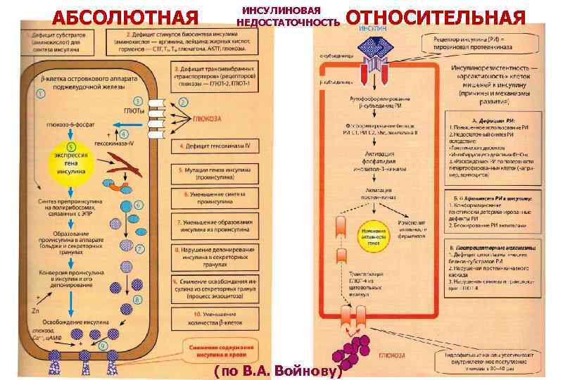  ИНСУЛИНОВАЯ АБСОЛЮТНАЯ ОТНОСИТЕЛЬНАЯ НЕДОСТАТОЧНОСТЬ (по В. А. Войнову) 