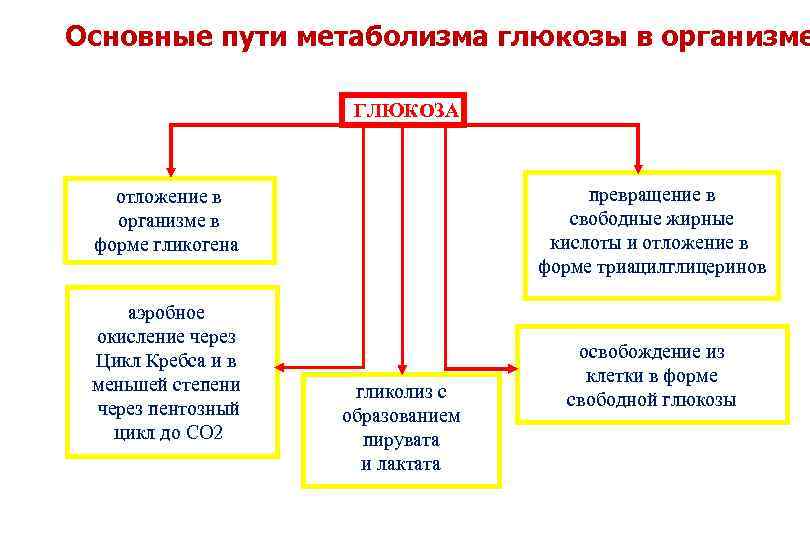 Схема процесса поддерживающего уровень глюкозы в крови при углеводном голодании