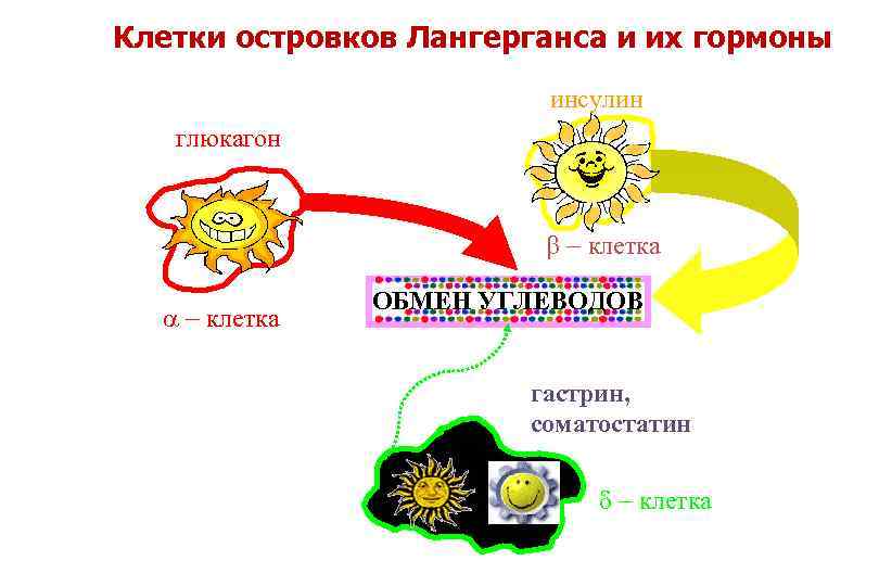 Клетки островков Лангерганса и их гормоны инсулин глюкагон - клетка ОБМЕН УГЛЕВОДОВ гастрин, соматостатин