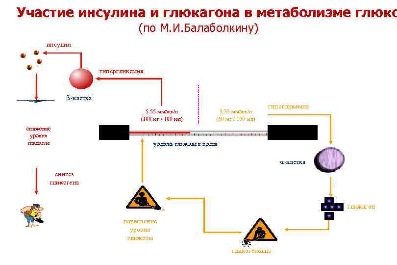 Участие инсулина и глюкагона в метаболизме глюко (по М. И. Балаболкину) инсулин гипергликемия -клетка
