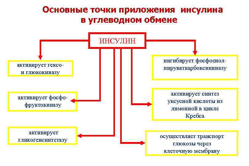 Основные точки приложения инсулина в углеводном обмене ИНСУЛИН активирует гексои глюкокиназу активирует фосфофруктокиназу активирует