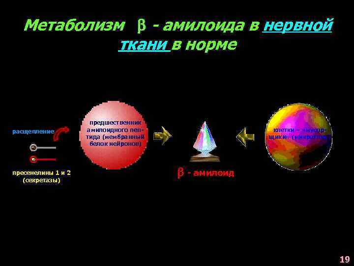 Метаболизм - амилоида в нервной ткани в норме расщепление пресенелины 1 и 2 (секретазы)