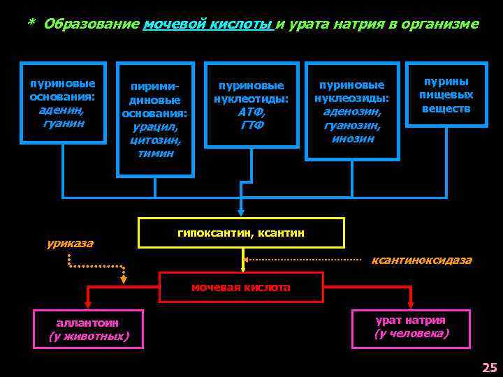 Схема образования мочевой кислоты