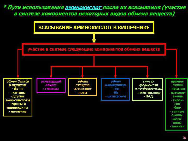 * Пути использования аминокислот после их всасывания (участие в синтезе компонентов некоторых видов обмена