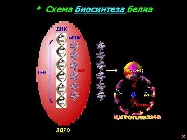 * Схема биосинтеза белка ДНК м. РНК рибосома ГЕН т. РНК белок ЯДРО 8