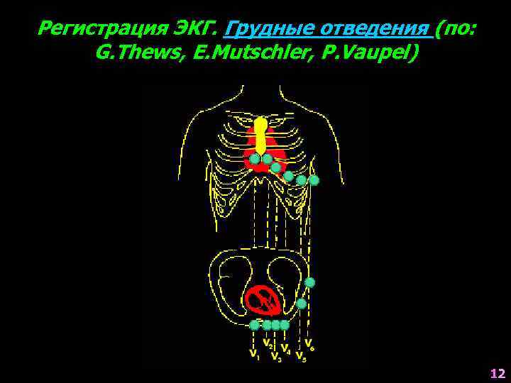 Регистрация ЭКГ. Грудные отведения (по: G. Thews, E. Mutschler, P. Vaupel) 12 