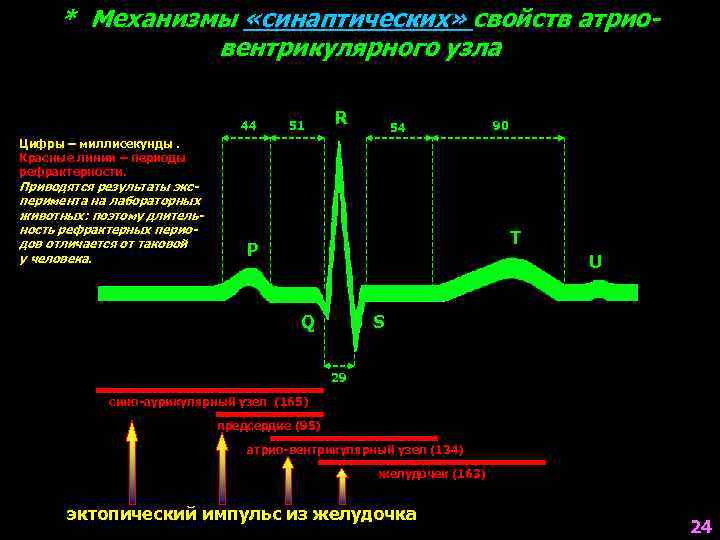 * Механизмы «синаптических» свойств атриовентрикулярного узла 44 51 R 54 90 Цифры – миллисекунды.