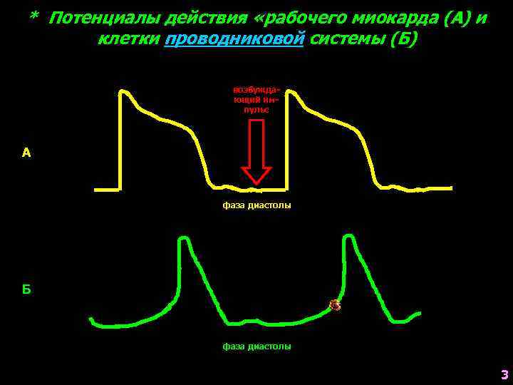 * Потенциалы действия «рабочего миокарда (А) и клетки проводниковой системы (Б) возбуждающий импульс А