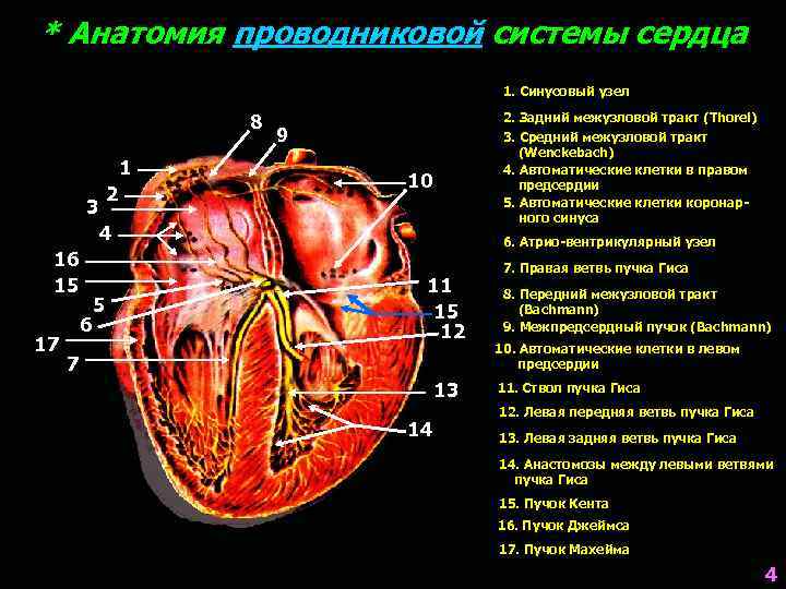 * Анатомия проводниковой системы сердца 1. Синусовый узел 8 1 2 3 2. Задний