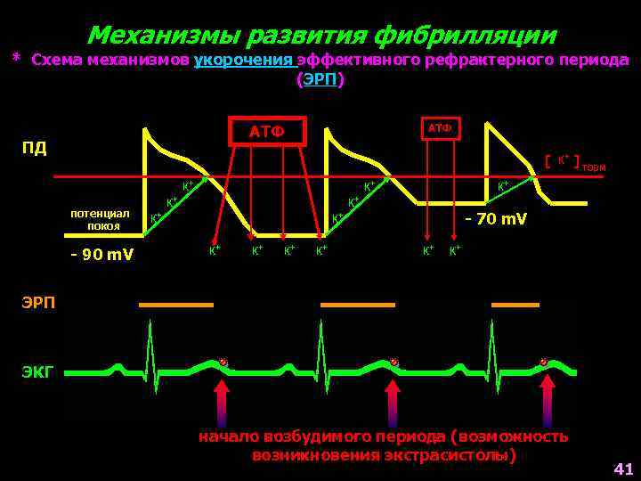 Механизмы развития фибрилляции * Схема механизмов укорочения эффективного рефрактерного периода (ЭРП) АТФ ПД АТФ