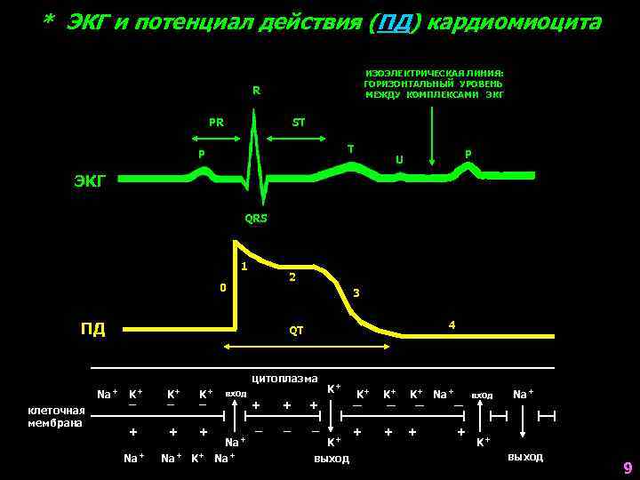 * ЭКГ и потенциал действия (ПД) кардиомиоцита ИЗОЭЛЕКТРИЧЕСКАЯ ЛИНИЯ: ГОРИЗОНТАЛЬНЫЙ УРОВЕНЬ МЕЖДУ КОМПЛЕКСАМИ ЭКГ