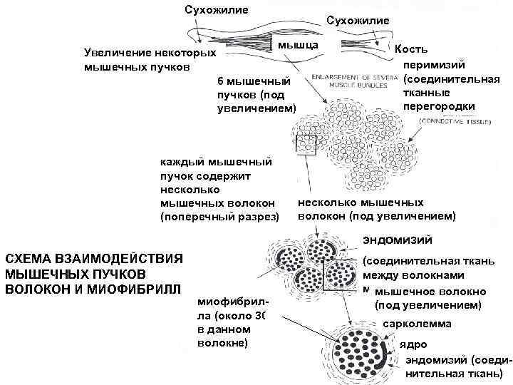 Сухожилие мышца Увеличение некоторых мышечных пучков 6 мышечный пучков (под увеличением) каждый мышечный пучок