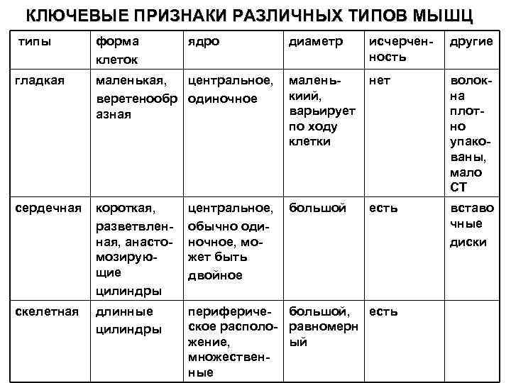 КЛЮЧЕВЫЕ ПРИЗНАКИ РАЗЛИЧНЫХ ТИПОВ МЫШЦ типы форма клеток гладкая ядро диаметр исчерченность другие маленькая,