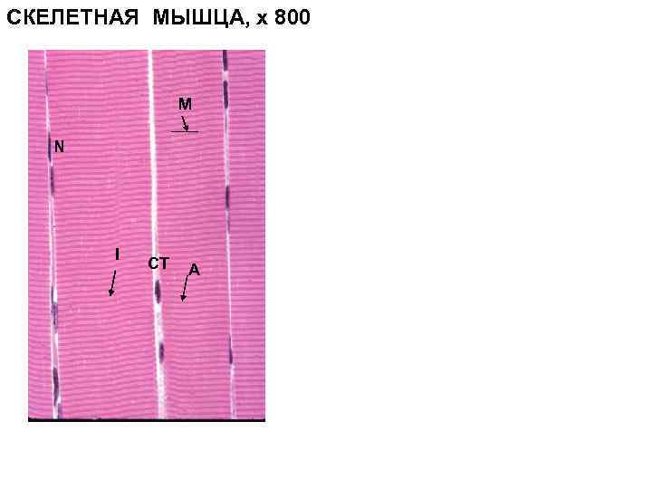 СКЕЛЕТНАЯ МЫШЦА, x 800 M N I CT A 
