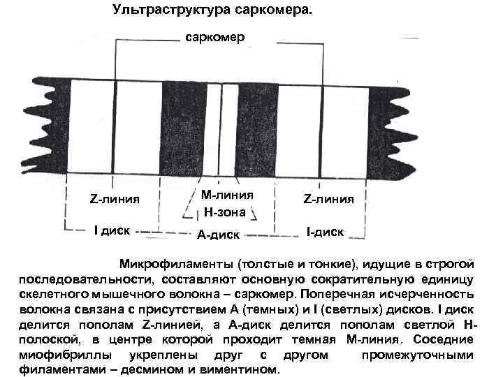 Ультраструктура саркомера. саркомер Z-линия I диск M-линия H-зона A-диск Z-линия I-диск Микрофиламенты (толстые и