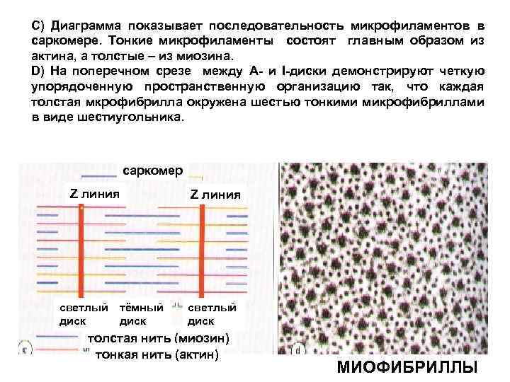 С) Диаграмма показывает последовательность микрофиламентов в саркомере. Тонкие микрофиламенты состоят главным образом из актина,