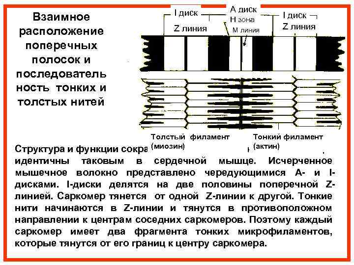 Поперечные полоски