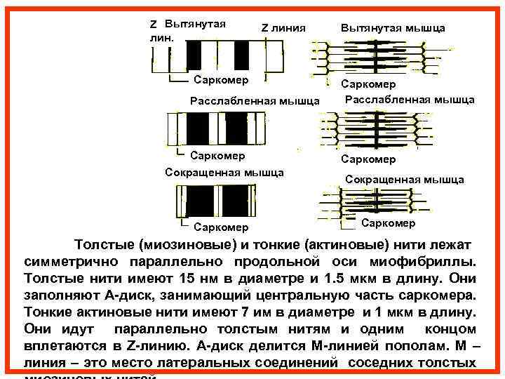 Z Вытянутая Z line лин. Z line Z линия Sarcomere Саркомер Расслабленная мышца Sarcomere