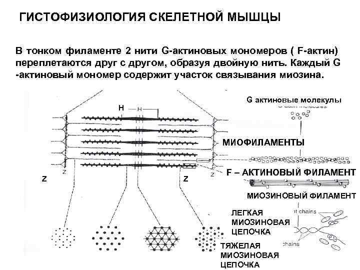 Типы скелетных мышечных тканей относительно актина презентация