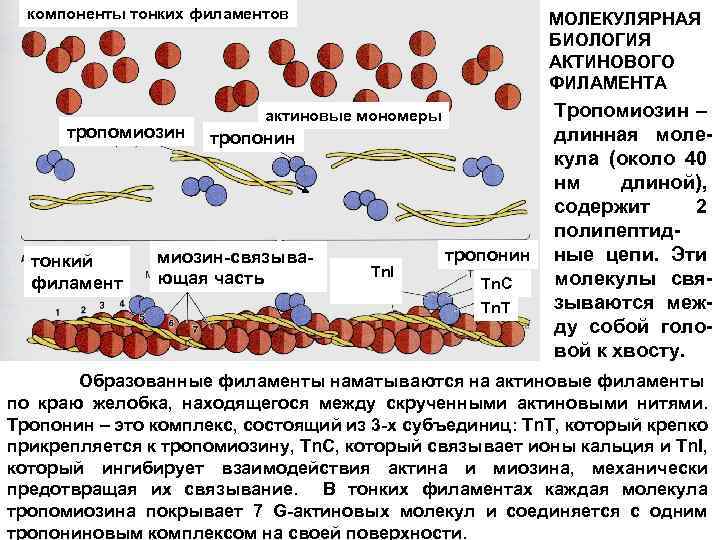 компоненты тонких филаментов тропомиозин тонкий филамент МОЛЕКУЛЯРНАЯ БИОЛОГИЯ АКТИНОВОГО ФИЛАМЕНТА актиновые мономеры тропонин миозин-связывающая