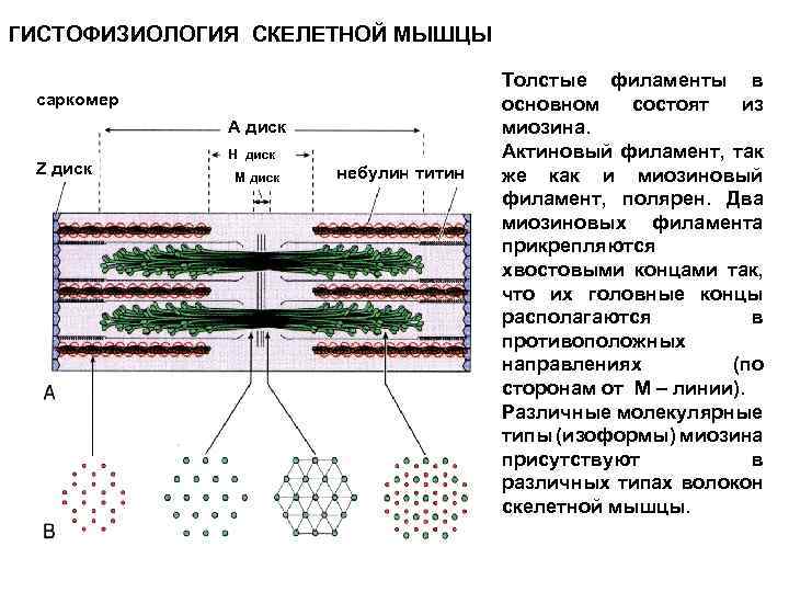 ГИСТОФИЗИОЛОГИЯ СКЕЛЕТНОЙ МЫШЦЫ саркомер A диск Z диск H диск M диск небулин титин